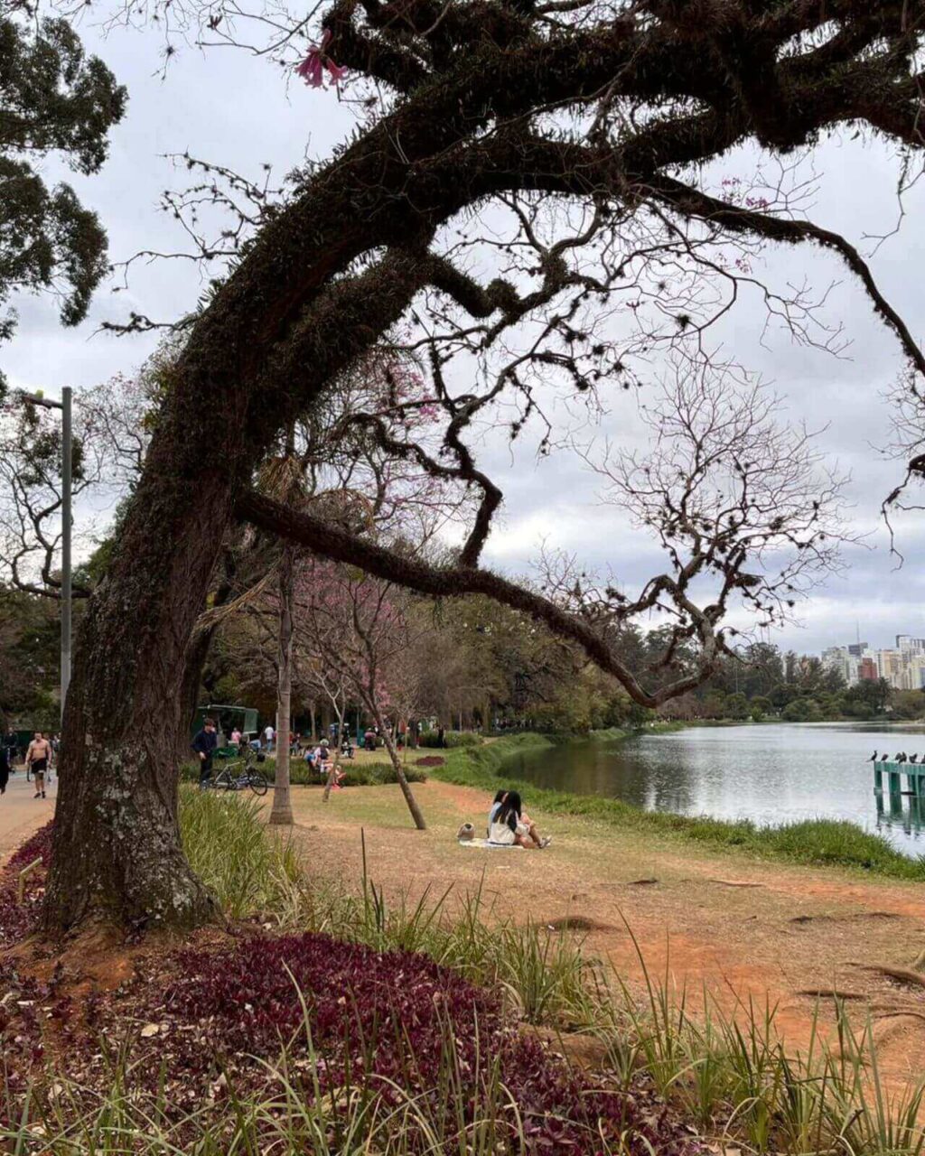 Parque ibirapuera em São Paulo - SP
