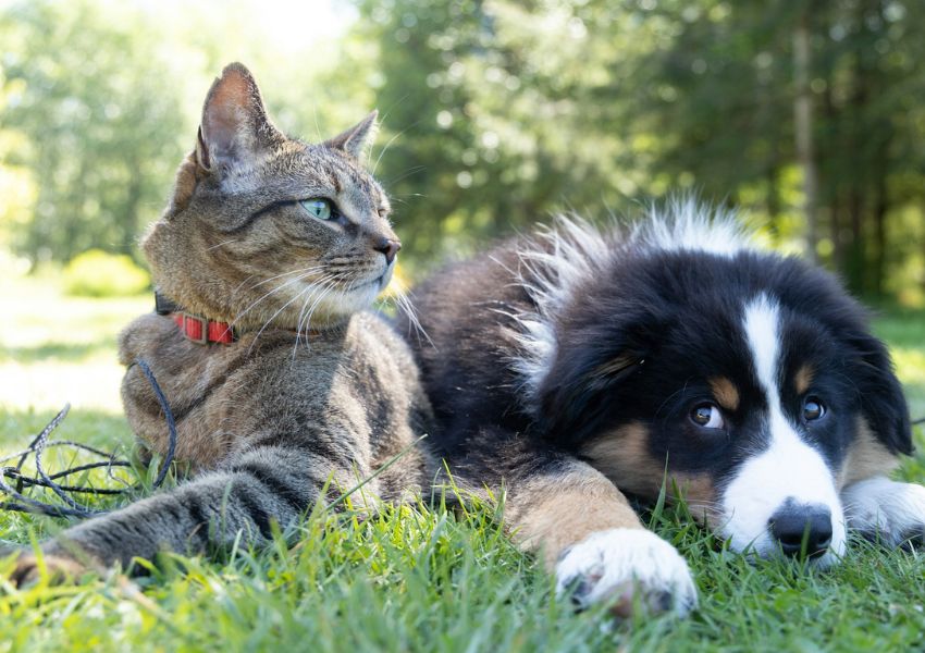 STJ permite veto a animais de suporte emocional em voos