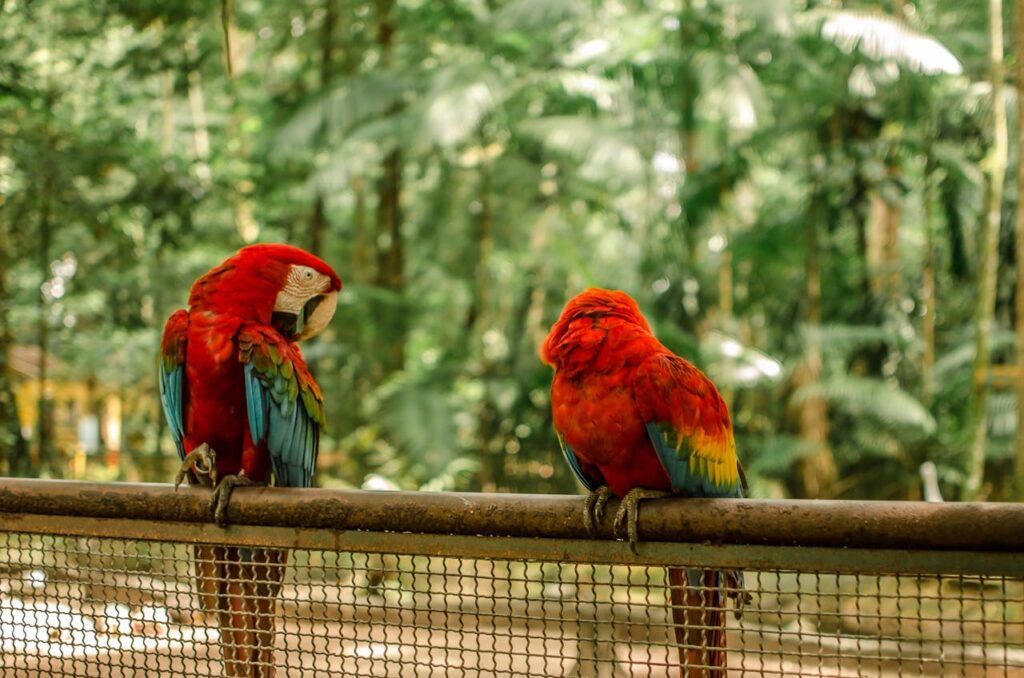 Belém do Pará: Um Destino Amazônico