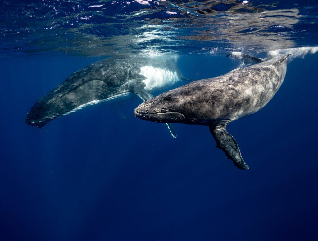 Tonga, Reino Encantado do Pacífico