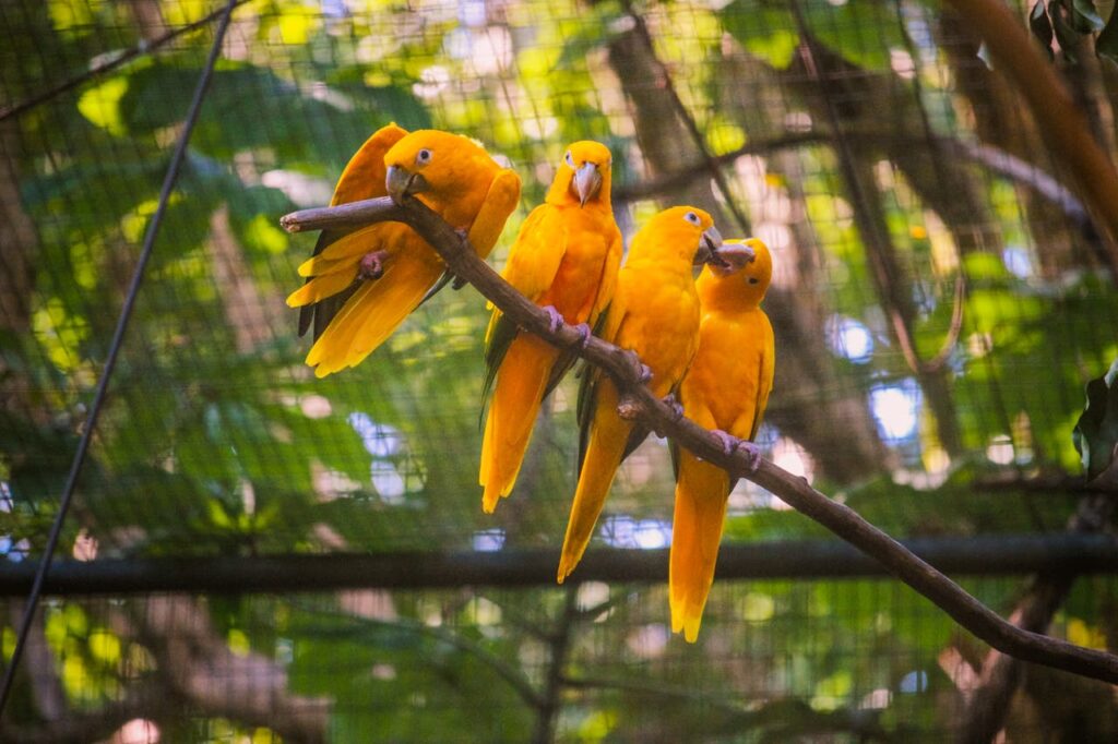 Parque das Aves em Foz do Iguaçu