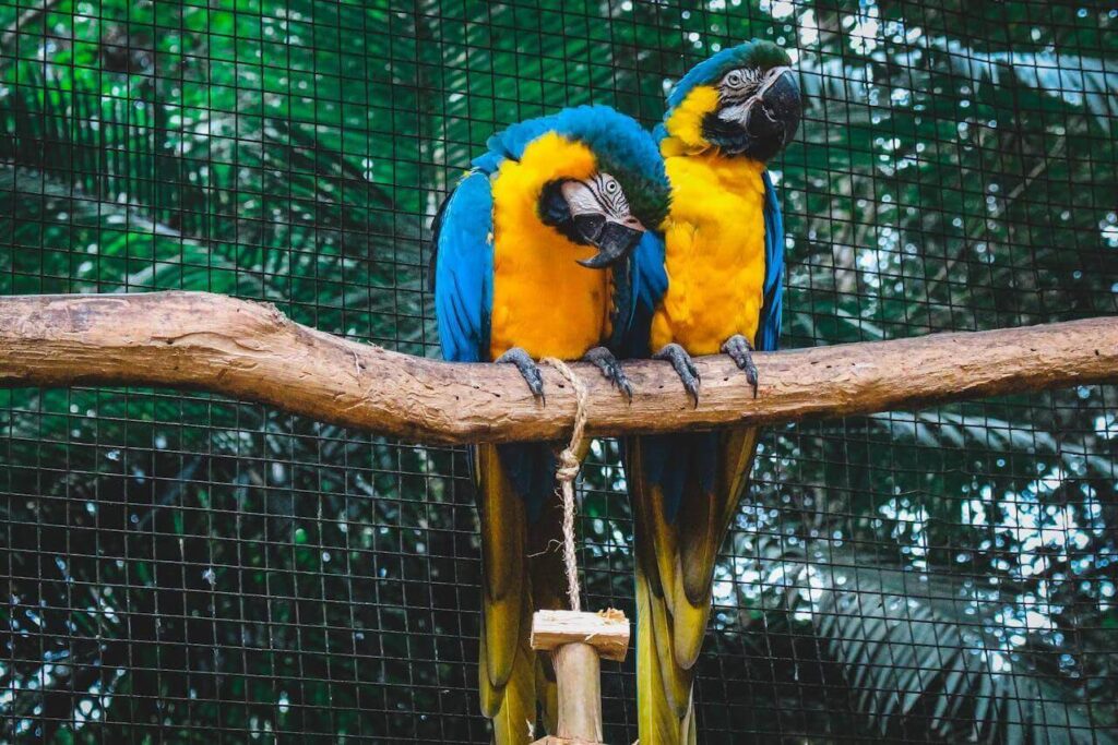 Parque das Aves em Foz do Iguaçu